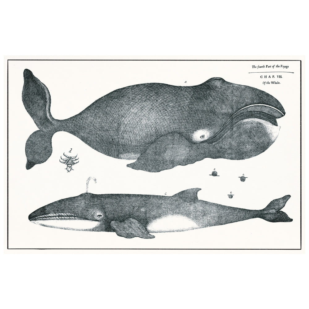 NYPL Whales Notebook