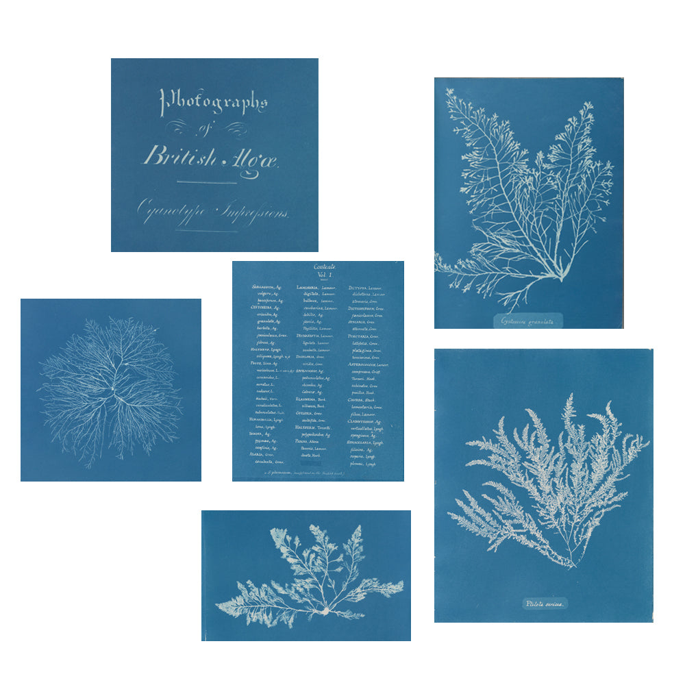 NYPL Anna Atkins Silk Scarf