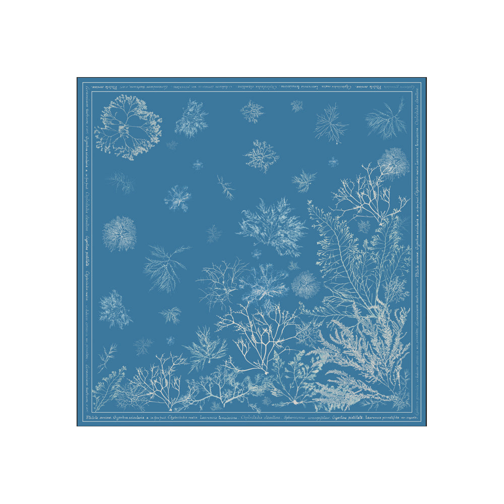 NYPL Anna Atkins Silk Scarf