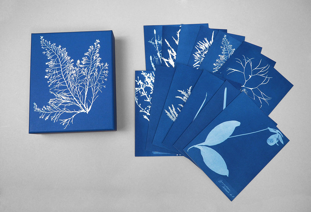 Anna Atkins Cyanotypes: 12 Sunprint Notecards