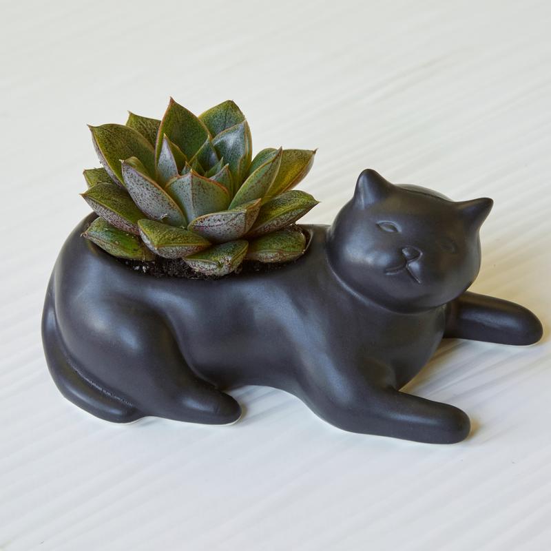 cat succulent holder Cosmo The Black Cat Planter
