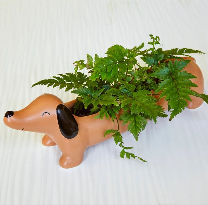 Daisy The Dachshund Planter | The New York Public Library Shop