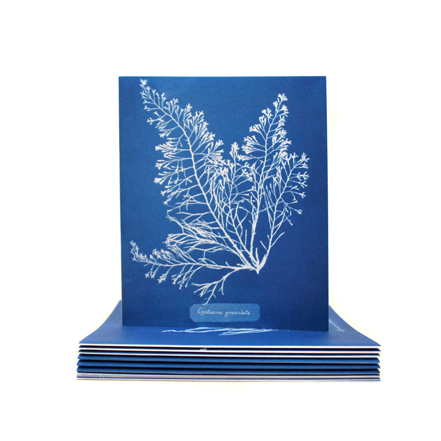 Anna Atkins Cyanotypes: 12 Sunprint Notecards - The New York Public Library Shop