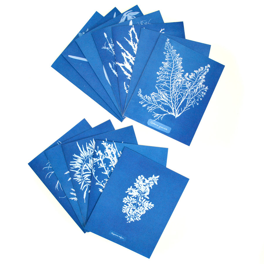 Anna Atkins Cyanotypes: 12 Sunprint Notecards - The New York Public Library Shop